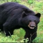 खेत में चारा लेने गई युवती पर किया भालू ने हमला, गंभीर रूप से घायल