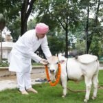 श्री गुरु राम राय विश्वविद्यालय में पहुंची   दुनिया की सबसे छोटी नस्ल की नैनो गाय